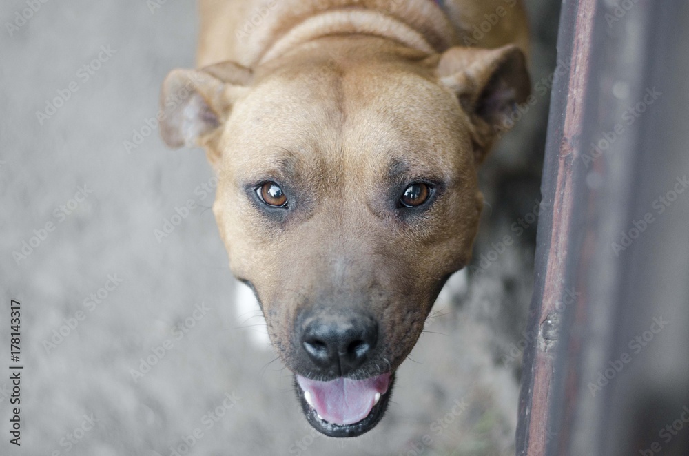 Obraz premium dog portrait