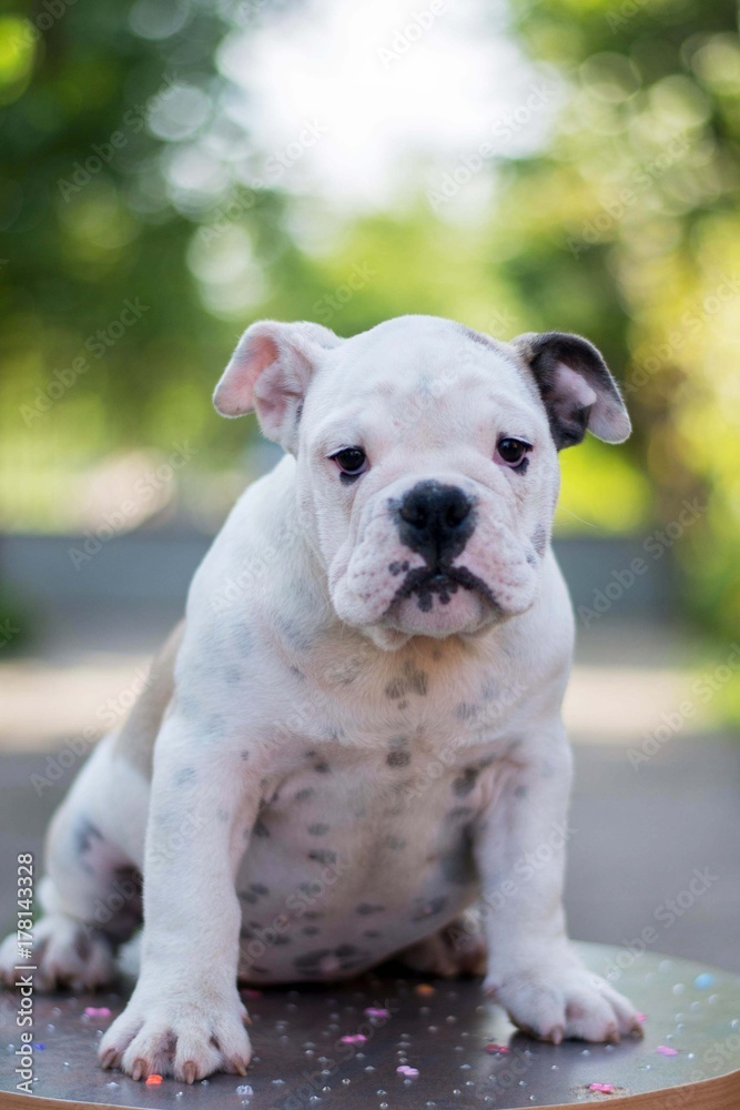 bulldog puppie