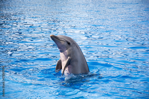 funny dolphines at valencia spain