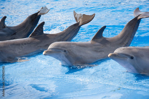 relaxing dolphines at valencia Spain photo