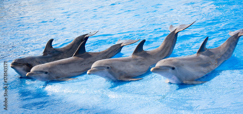 smiling dolphines as seen at valencia Spain