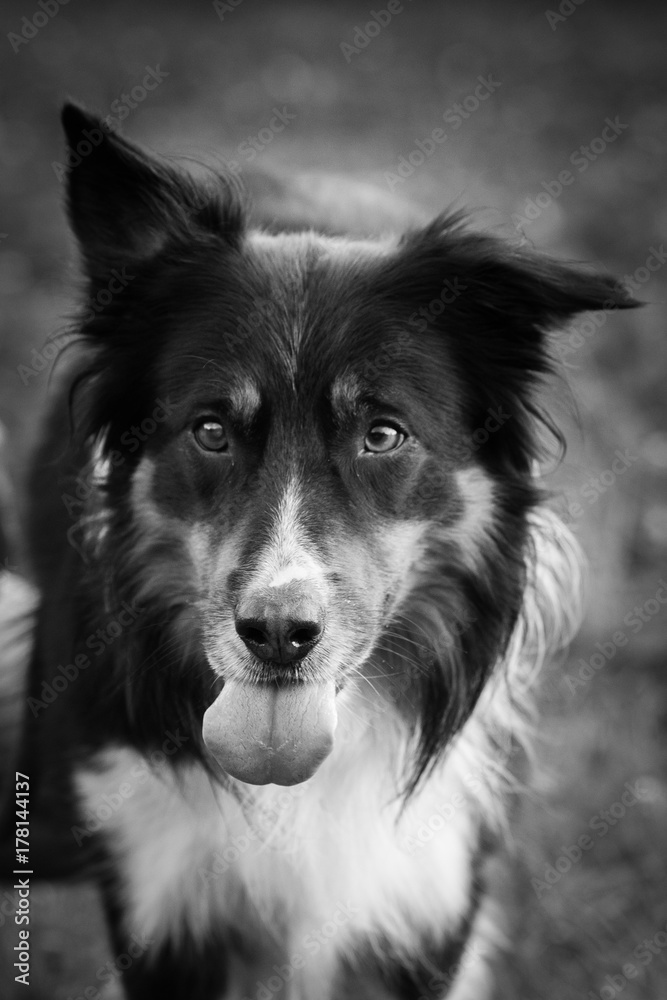 border collie