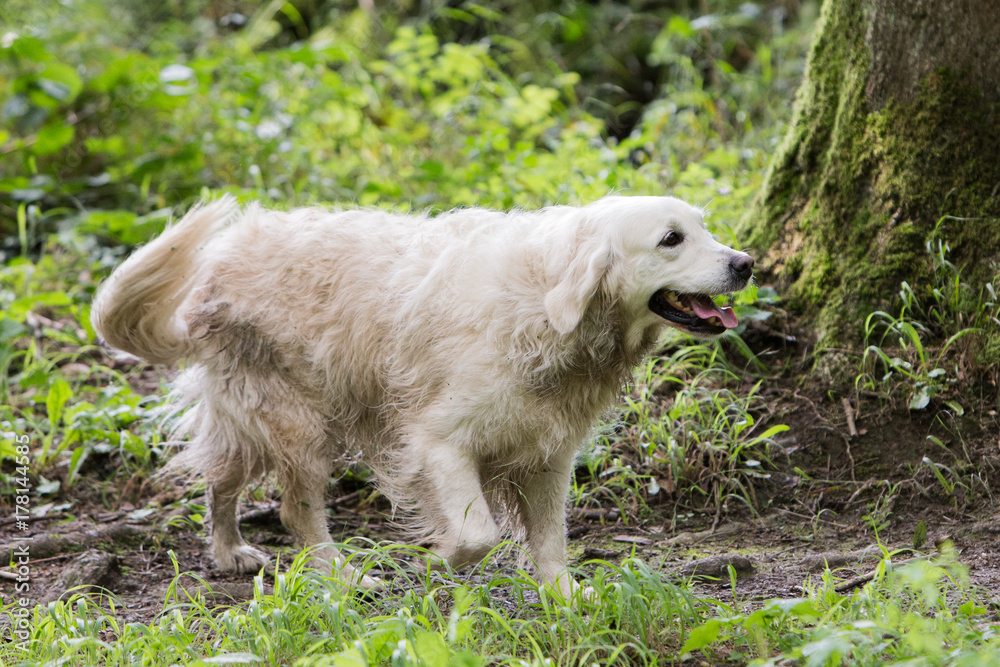 Naklejka premium golden retrievers
