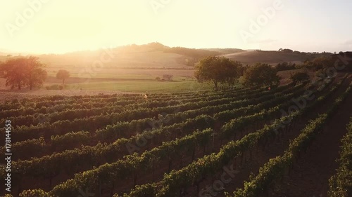 Drone video - flying over an italian vineyard photo