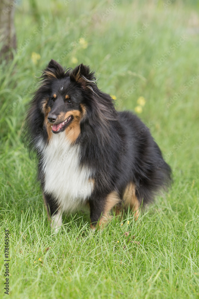 Sheltie Sheltie