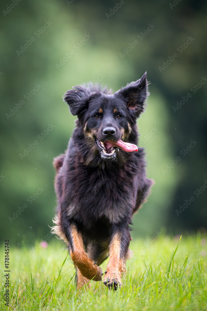 Fototapeta premium Young female Hovawart dog on perfect green background. Image with space for a text