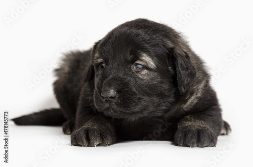 Fototapeta Naklejka Na Ścianę i Meble -  black dog puppies