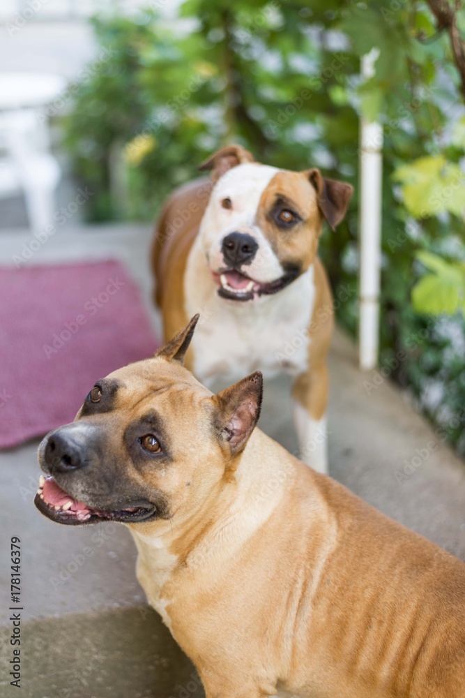 american staffordshire terrier dog american staffordshire terrier dog