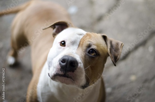 american staffordshire terrier dog photo