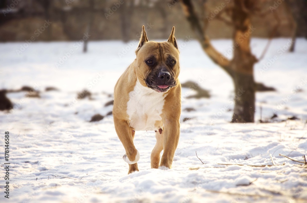 american staffordshire terrier dog american staffordshire terrier dog