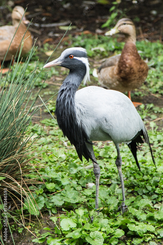 bird bird
