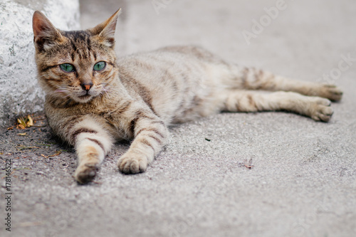 outdoor cat , alley cat