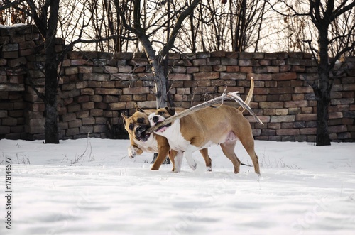 Fototapeta Naklejka Na Ścianę i Meble -  american staffordshire terrier dog