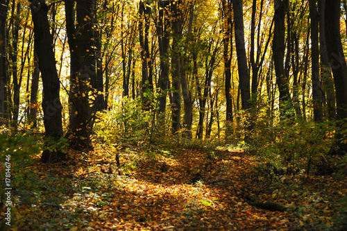 The road in the beautiful autumn forest