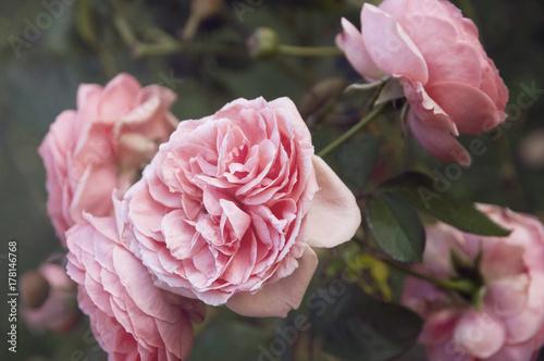 Pink Roses photo