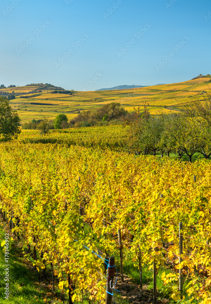 Autumn vineyards in Haut-Rhin - Alsace, France