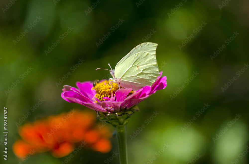 butterfly on flower