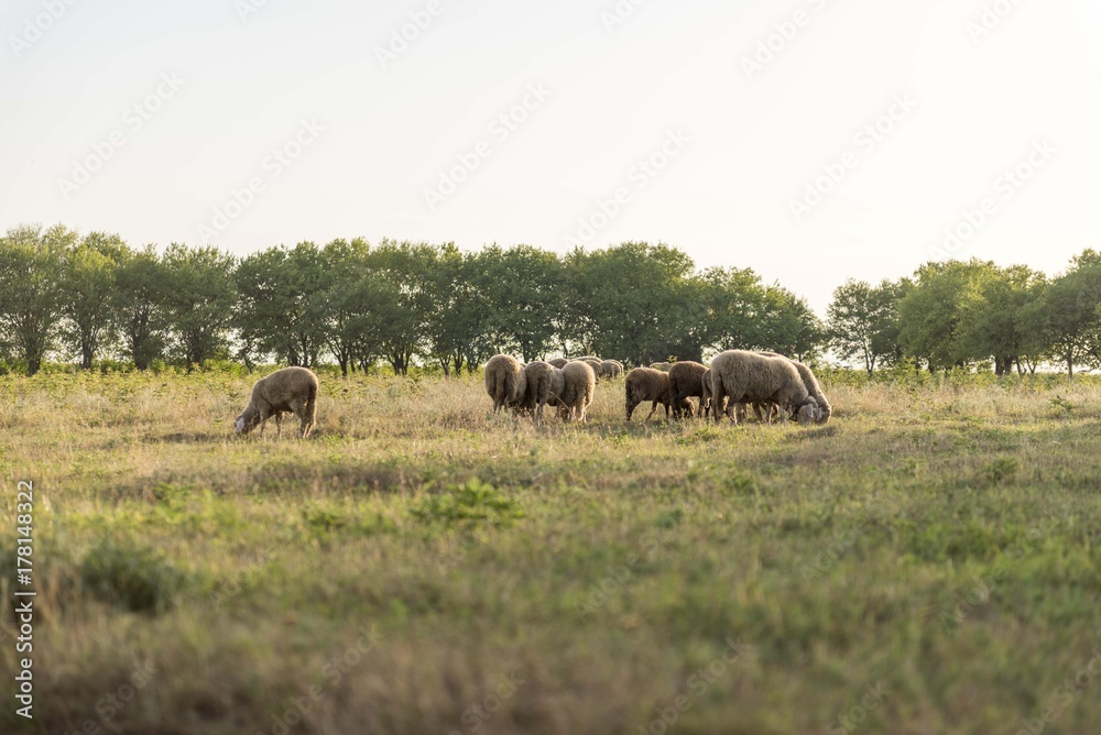 Naklejka premium sheeps on pasture