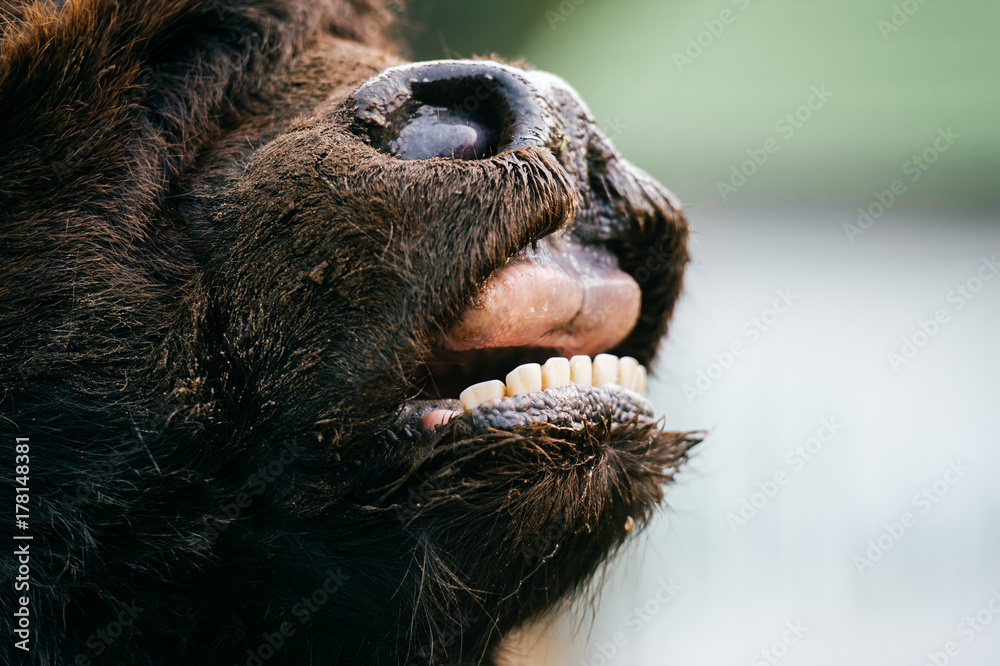 Scary fearful weird odd beast howling. Wild dangerous animal outdoor  closeup portrait. Strong huge yak monster terrible jaws. Mouth wide opened.  Buffalo teeth, mouth and tongue. Primal animal terror. Stock Photo |