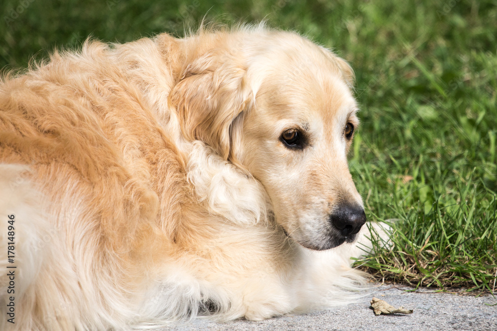 golden retrievers 