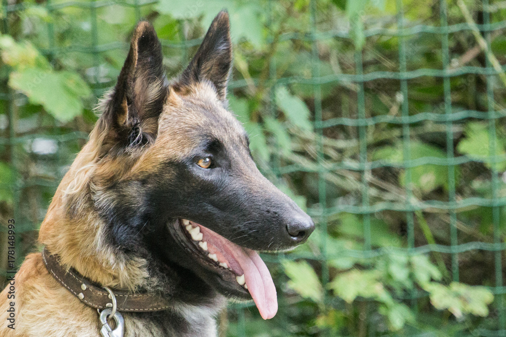 Fototapeta premium german shepherd