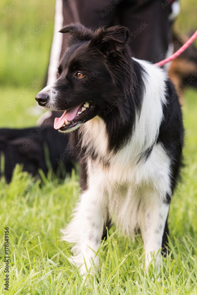 Fototapeta premium border collie