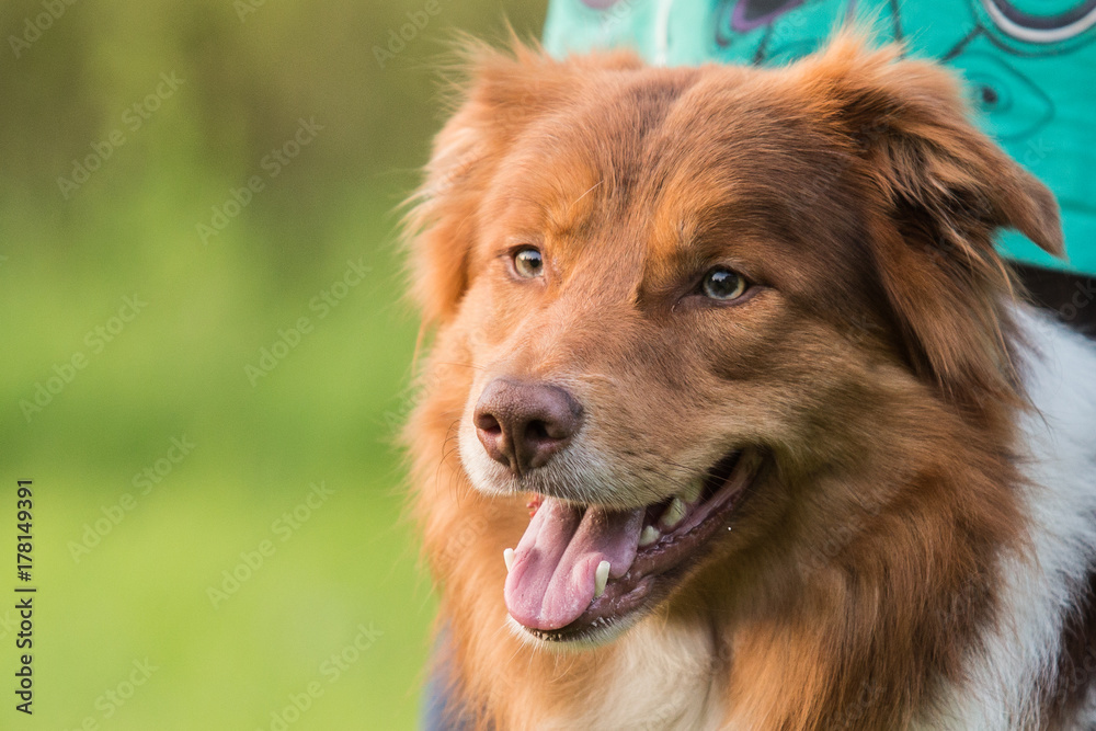 border collie