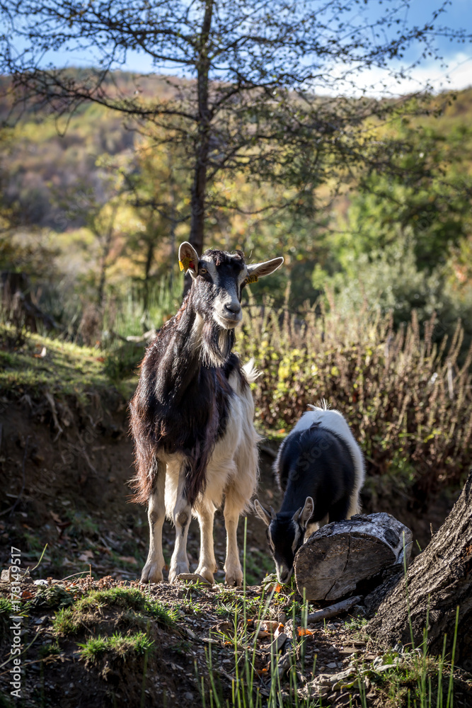 Une chèvre noire et blanche avec son chevreau