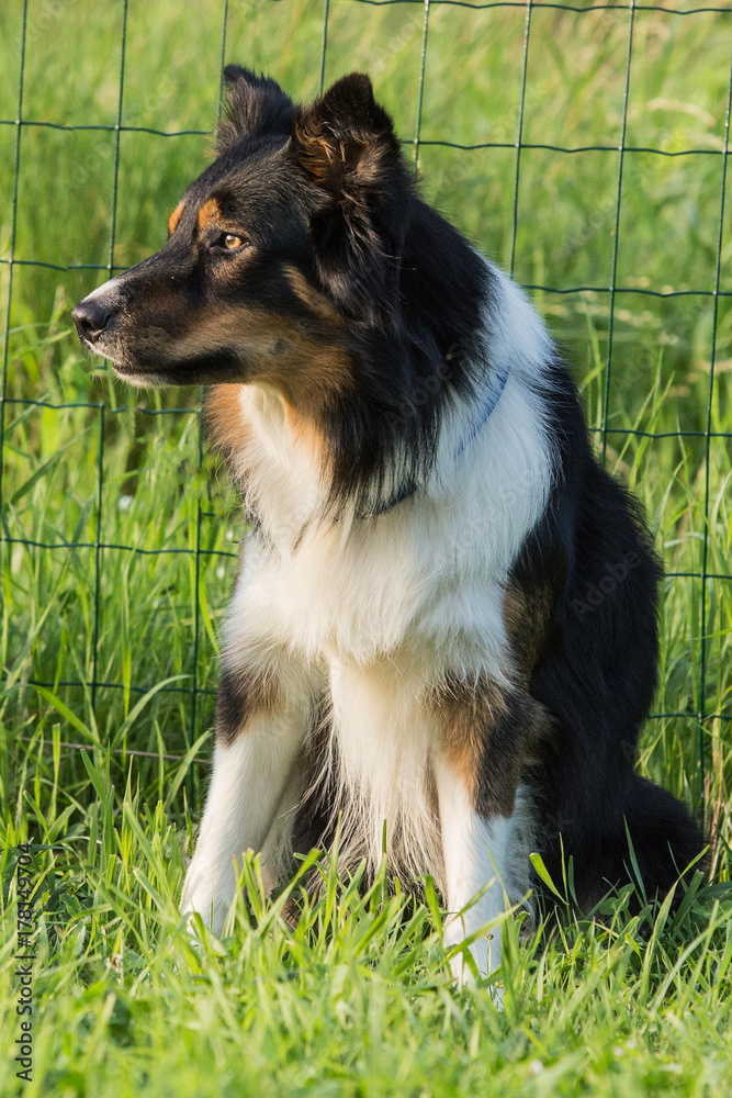 border collie border collie