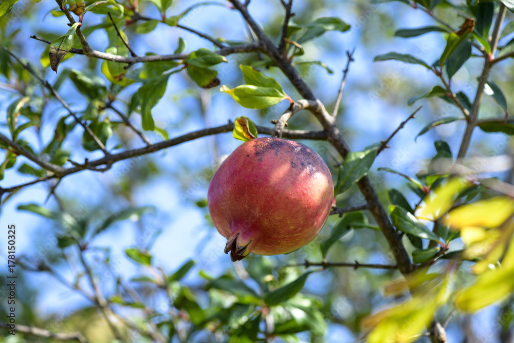 Pomegranate fruit growing on a green branch Pomegranate fruit growing on a green branch