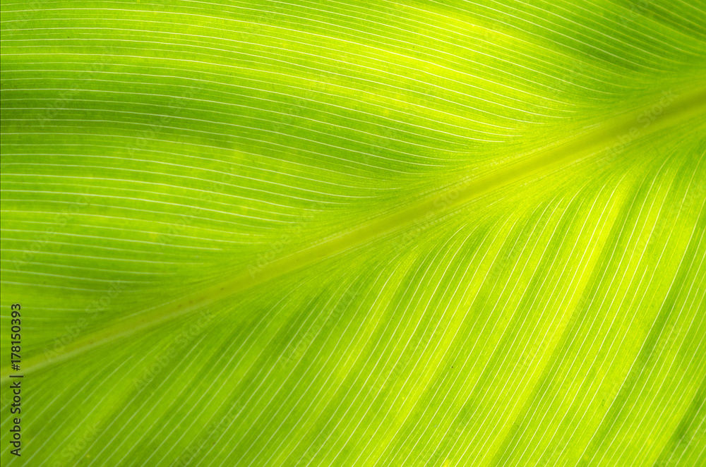 green leaf green leaf