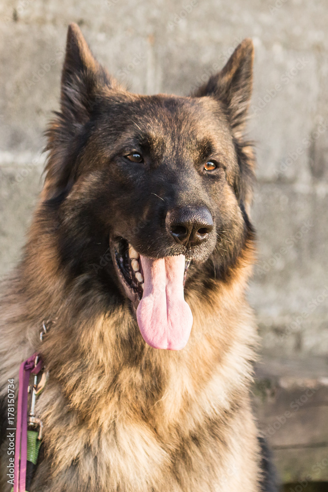 german sheperds german sheperds