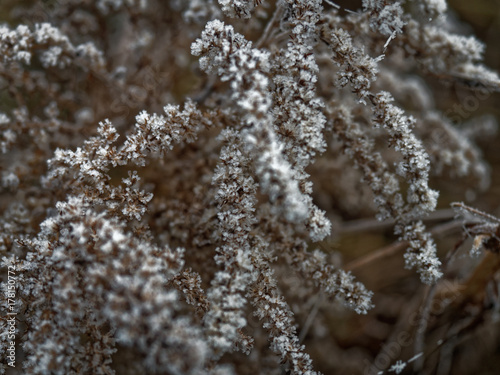 The first frost. Everything was frozen cold and frosty.