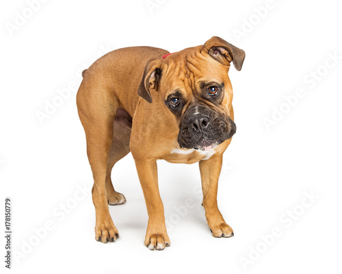 Boxer crossbreed dog standing on white