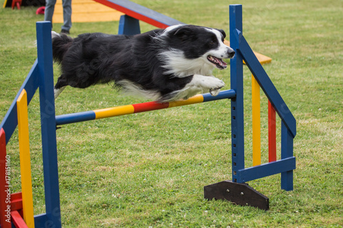 border collie