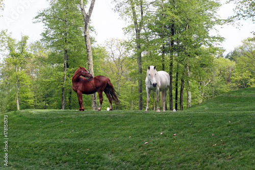 Golf Course Horses