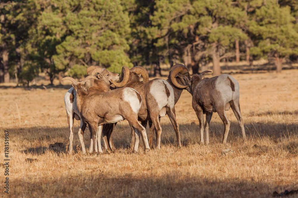 Rocky Mountain Bighorn Sheep Rams