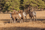 Rocky Mountain Bighorn Sheep Rams