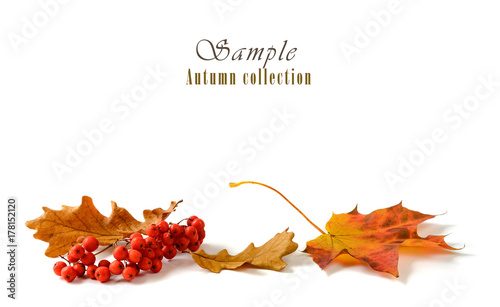 Autumn leaves with rowan bunch isolated on white background.