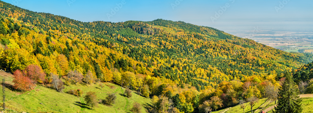 Colorful autumn landscape of the Vosges Mountains in Alsace, France