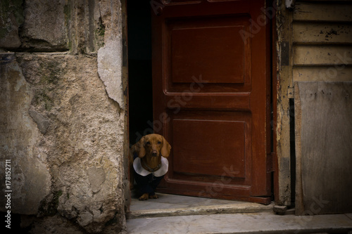 portrait of a dog dressed with clothes in a house