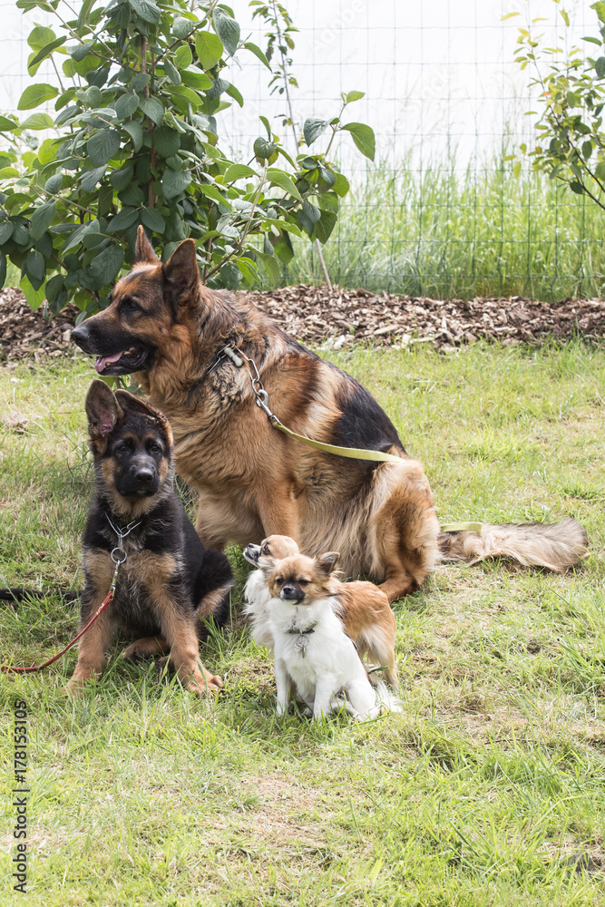 Naklejka premium dogs