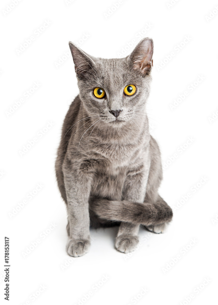 Fototapeta premium Grey Cat With Yellow Eyes