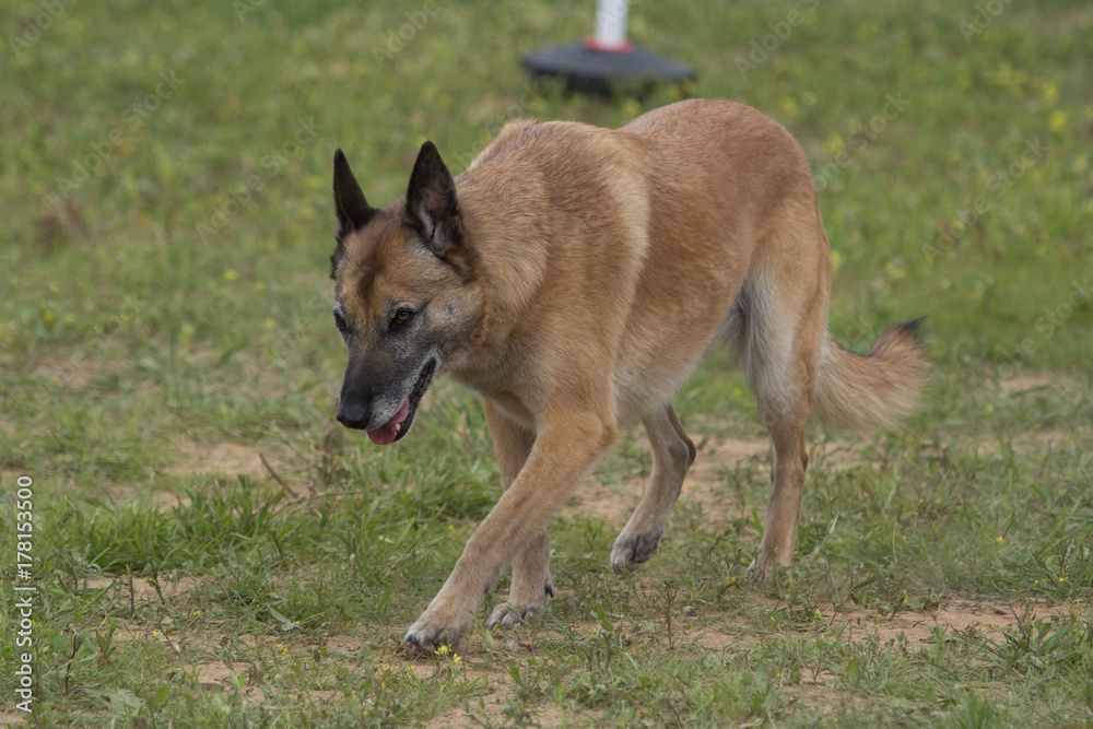 malinois malinois