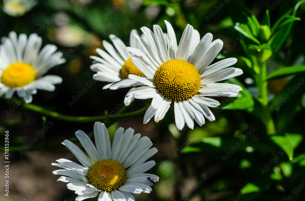 Fototapeta premium White chamomile (matricaria) blossoming on summer in park