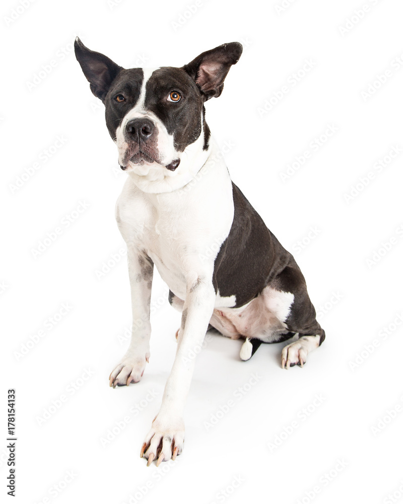 Large Breed Crossbreed Dog Black and White
