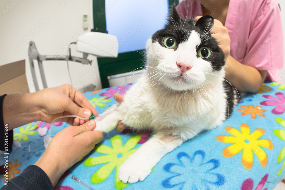Foto Stock Veterinarian women taking blood sample from a cat. Blood