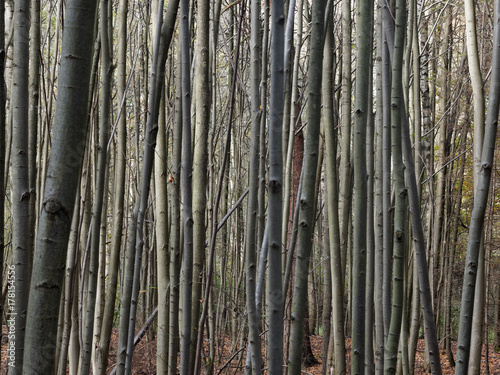 Baumst  mme im herbstlichen Wald