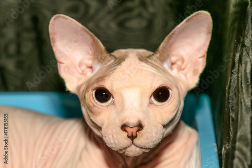 A cute pink Sphynx cat portrait close up. Nude skin bald cat cat breed Canadian hairless kitten. Fashion nude cat with pedigree.