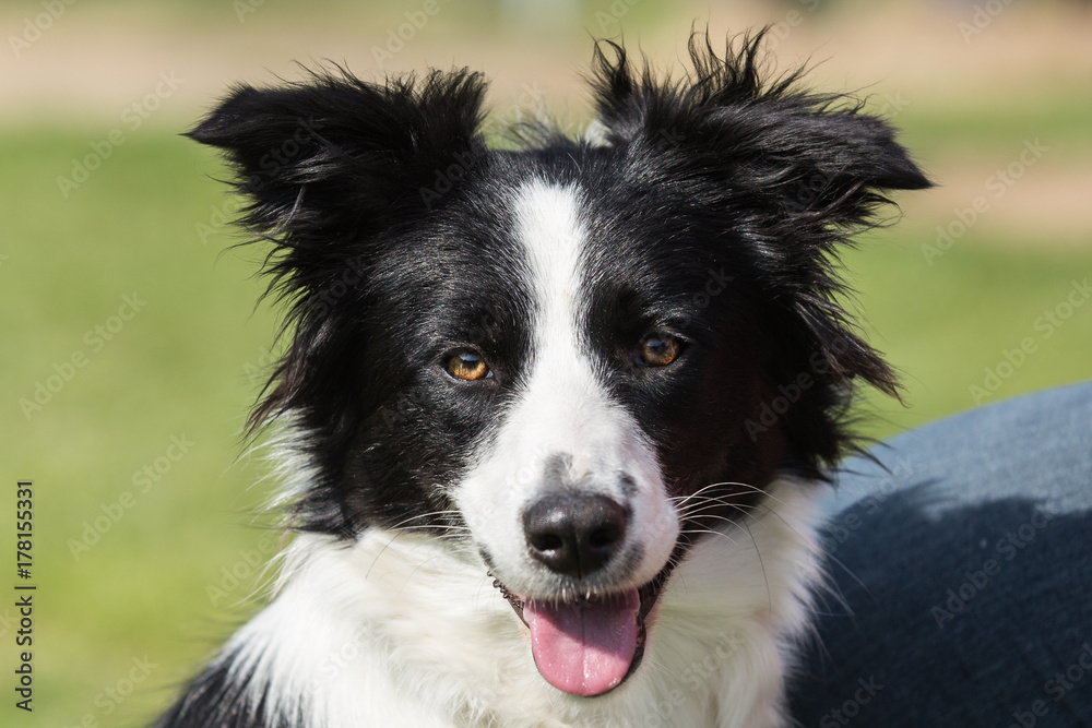 Border collie